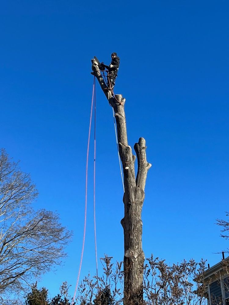 MC Tree Services and Landscaping - tree service in Lynn, MA