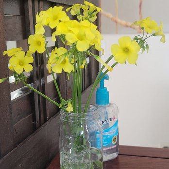 Suki Day Spa - Nice yellow flower - Day Spas Near Me - San Diego, California Suki Day Spa - Nice yellow flower - Day Spas Near Me - San Diego, California