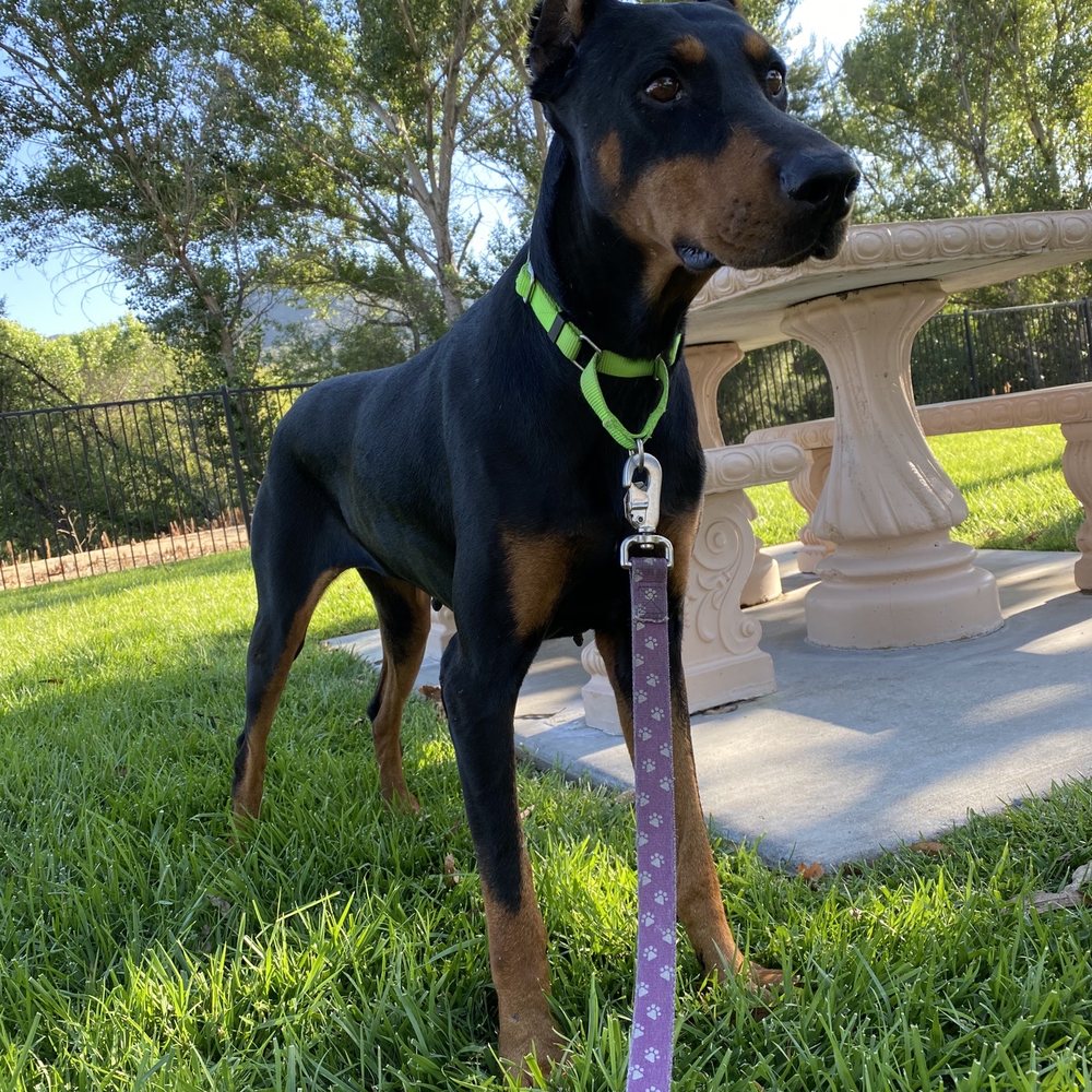 VCA Pet Medical Center - Kahlua. Our current 3yo rescue Dobie - Veterinarians Near Me - Temecula, California VCA Pet Medical Center - Kahlua. Our current 3yo rescue Dobie - Veterinarians Near Me - Temecula, California