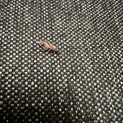 Holiday Inn Express & Suites Morristown - Bug