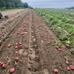 Hensley Produce - Freshly dug new potatoes