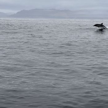 Discovery Whale Watch - Dolphin - Whale Watching Tours Near Me - Monterey, California
