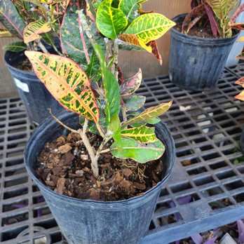 Houston Garden Centers - Definitely has some kind of mold - Nurseries & Gardening Near Me - League City, Texas Houston Garden Centers - Definitely has some kind of mold - Nurseries & Gardening Near Me - League City, Texas