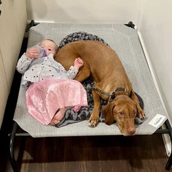 Art of the Dog Canine Academy - Penny on her new AOTD-provided bed