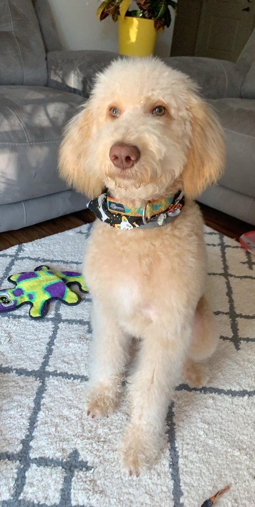 BUBBLES N’ BOWS DOGGIE SALON Updated September 2024 51 Photos & 59 Reviews 717 Stockbridge