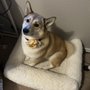Finley's Traveling Groomers