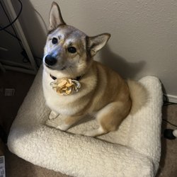 Finley's Traveling Groomers - Jasmine after her grooming