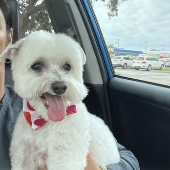 Pawsitive Vibes Pet Grooming - Pet Groomers Near Me - Melbourne, Florida