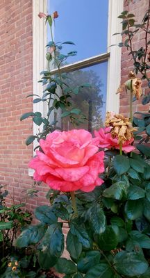 Phillips Mansion by null