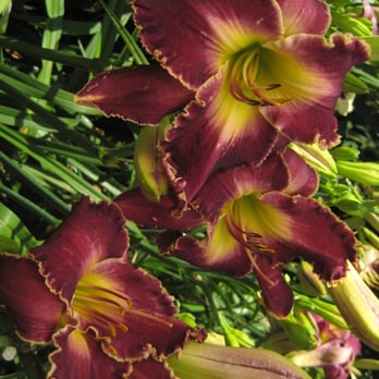 5 Acre Farm Daylilies - Down to the Sea! - Farmers Market Near Me - Tolono, Illinois 5 Acre Farm Daylilies - Down to the Sea! - Farmers Market Near Me - Tolono, Illinois