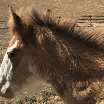 Covells Clydesdale Ranch - Petting the little baby Clydesdales is a bonus to the experience. - Horseback Riding Near Me - Cambria, California