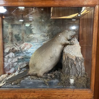 Banff Park Museum - Museums Near Me - Banff, Alberta Banff Park Museum - Museums Near Me - Banff, Alberta