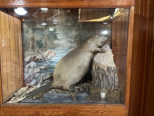 Banff Park Museum National Historic Site by null