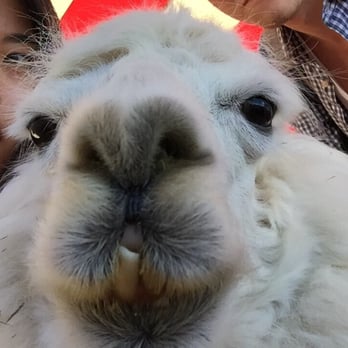 Marin County Fair - Festivals Near Me - San Rafael, California Marin County Fair - Festivals Near Me - San Rafael, California