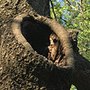 Photo of Allwood Tree Service