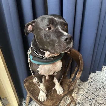 Bowery Bungalow - Doggo!! - Mediterranean Near Me - New York, New York Bowery Bungalow - Doggo!! - Mediterranean Near Me - New York, New York