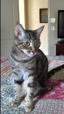 vca sunset animal hospital