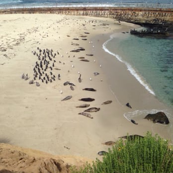 La Jolla Cove - Wow look at these lazy animals! - Parks Near Me - La Jolla, California