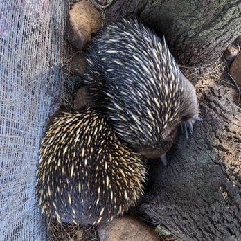 Birdland Animal Park - Echidna - Travel Services Near Me - Batemans Bay, NSW Birdland Animal Park - Echidna - Travel Services Near Me - Batemans Bay, NSW