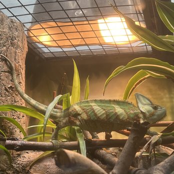 Brookfield Zoo Chicago - Zoos Near Me - Brookfield, Illinois Brookfield Zoo Chicago - Zoos Near Me - Brookfield, Illinois