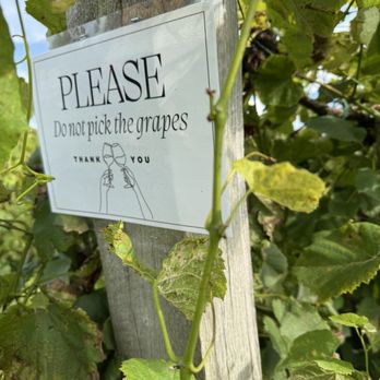 Sarah's Vineyard - Don't pick - Wineries Near Me - Cuyahoga Falls, Ohio Sarah's Vineyard - Don't pick - Wineries Near Me - Cuyahoga Falls, Ohio