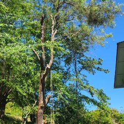 B&L Tree Services