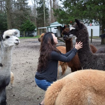 Jersey Shore Alpacas - Zoos Near Me - Cape May, New Jersey Jersey Shore Alpacas - Zoos Near Me - Cape May, New Jersey