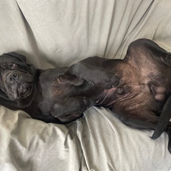 MexiVet Express - Eye sutures still in but my boy comfy as ever - Veterinarians Near Me MexiVet Express - Eye sutures still in but my boy comfy as ever - Veterinarians Near Me