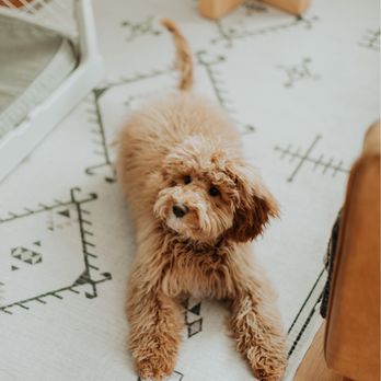 The Pretty Puppy - look at that face frame! - Pet Groomers Near Me - Ontario, California