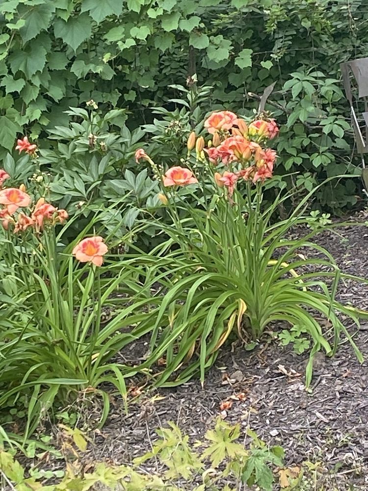 Cabby's Grill & Patio Logo