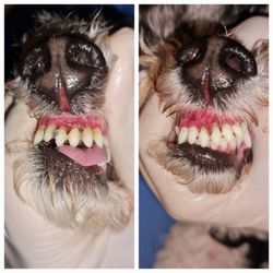 Groom By Harry - Before and after Prophylaxis without anesthesia