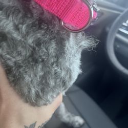 River City Grooming - Patch of uncut hair