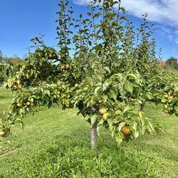 Halmony Farms