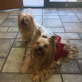 Dog Grooming by Michael  - I took my Yorkies to Studio Pampered pets, again. I was very satisfied with their approach to grooming and the results. - Pet Groomers Near Me - Carrollton , Texas