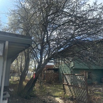Paul's Tree Service - Front tree right side before removal - Tree Services Near Me - Anchorage, Alaska Paul's Tree Service - Front tree right side before removal - Tree Services Near Me - Anchorage, Alaska