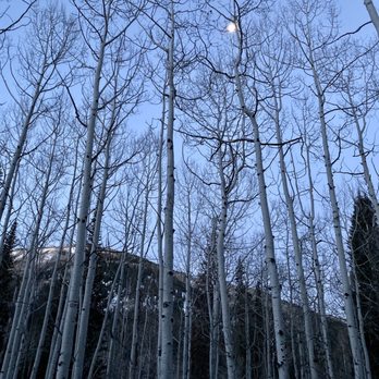 Willow Heights Trail - Moon in the aspens - Hiking Near Me - Salt Lake City, Utah Willow Heights Trail - Moon in the aspens - Hiking Near Me - Salt Lake City, Utah