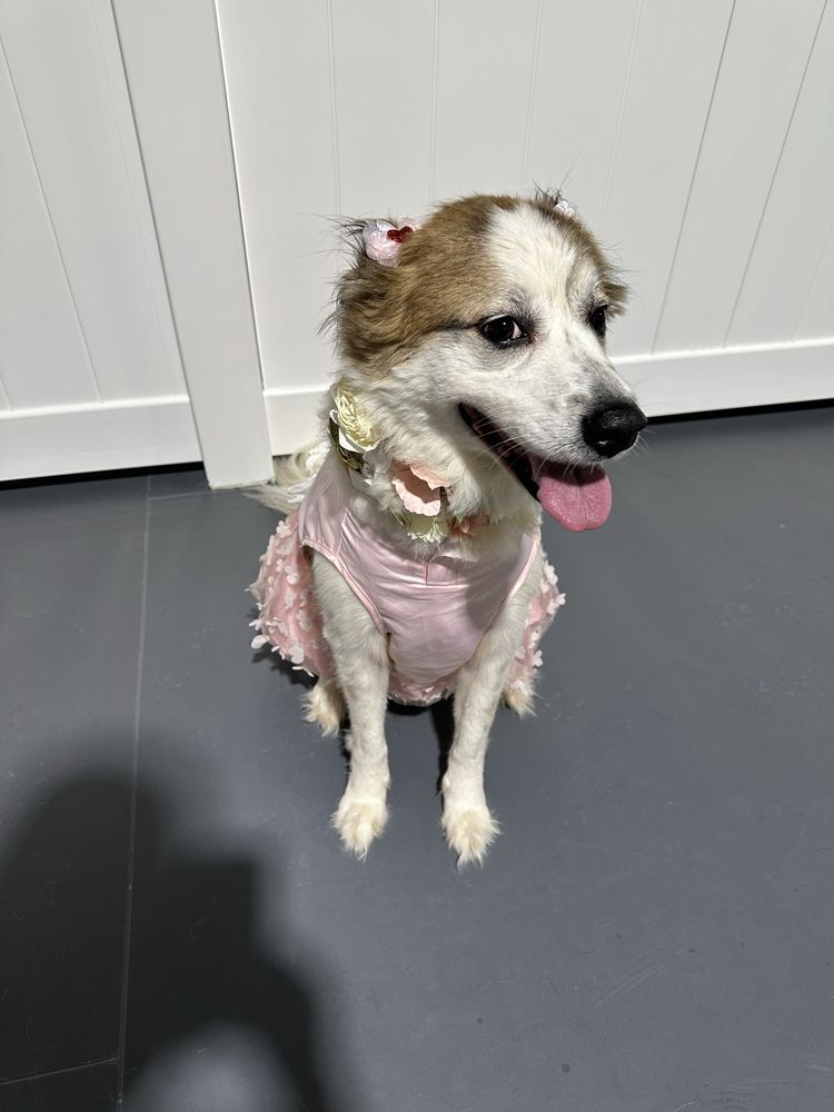 Central Bark Atlanta - pet boarding facility in Atlanta, GA