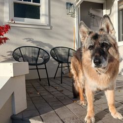 Kellee's K9's