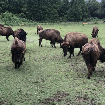 Old West Buffalo Company - Venues & Event Spaces Near Me - Pawhuska, Oklahoma Old West Buffalo Company - Venues & Event Spaces Near Me - Pawhuska, Oklahoma
