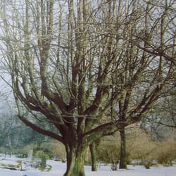 Späth-Arboretum