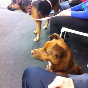 Ottawa Canine School - Gimley attentively watching the instructor at Recall Training. - Pet Training Near Me - Ottawa, Ontario Ottawa Canine School - Gimley attentively watching the instructor at Recall Training. - Pet Training Near Me - Ottawa, Ontario