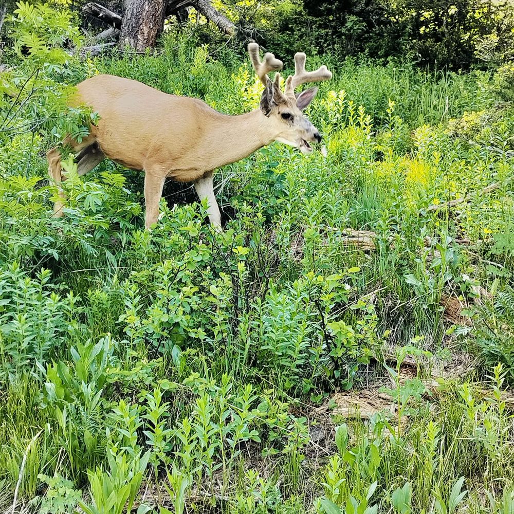 Delta Lake - Saw an elk as I hiked in - Lakes Near Me