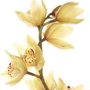 Photo of Absolutely Flowers