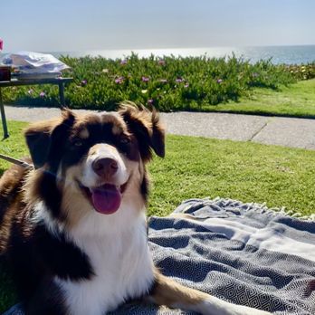 Specialty Dog Training - Happy girl behaving so well at the beach after her board and train program - Pet Training Near Me - Oceanside, California