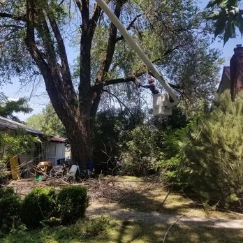 Arbor Ops Tree Service - Cleaning up dead branches in an elm in Council - Tree Services Near Me Arbor Ops Tree Service - Cleaning up dead branches in an elm in Council - Tree Services Near Me