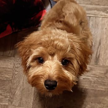 D's Pet Spa - Groomed puppy - Pet Groomers Near Me