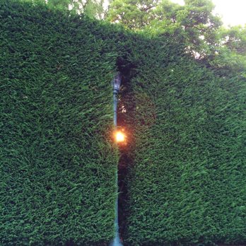 Blooma Tree Experts - A giant hedge in the Broadmoor neighborhood that we've maintained for years. - Tree Services Near Me - Seattle, Washington Blooma Tree Experts - A giant hedge in the Broadmoor neighborhood that we've maintained for years. - Tree Services Near Me - Seattle, Washington