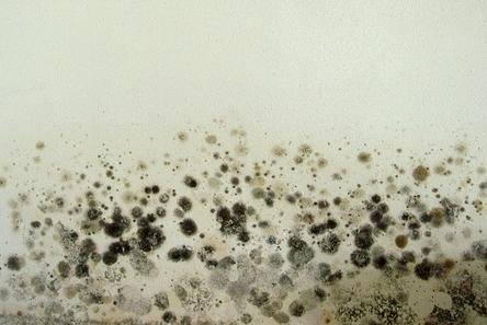 K Heart Microbial Consulting - mold inspector in Fresno, CA