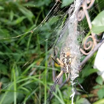 Pest Seeing Angels - Yellow Garden spider - Pest Control Near Me - W Babylon, New York