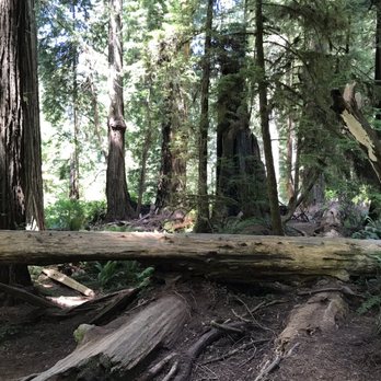 Prairie Creek Redwoods State Park - Parks Near Me - Orick, California Prairie Creek Redwoods State Park - Parks Near Me - Orick, California